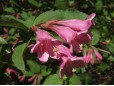 Weigela florida